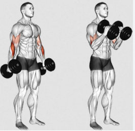 Cómo hacer curl martillo, ejercicios de bíceps y antebrazo en el gym